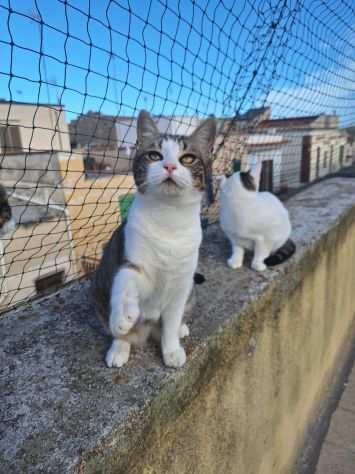 Mia splendida gattina di soli 7 mesi