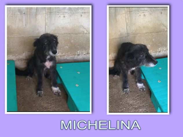 Michelina dolcissima spinoncina in canile si sta distruggendo