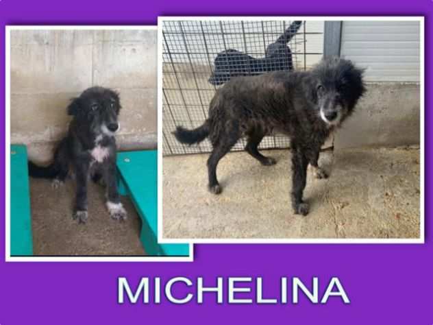 Michelina dolcissima spinoncina in canile si sta distruggendo