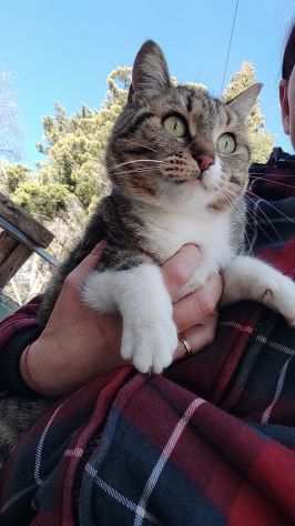 Micia 1anno tigrata occhi verdi ha perso 1zampa.PUGLIA