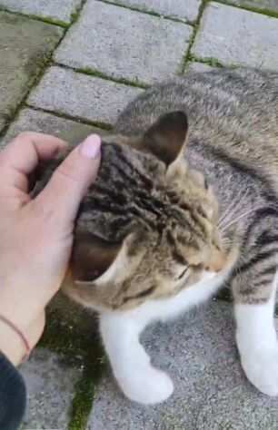 Micia 1anno tigrata occhi verdi ha perso 1zampa.PUGLIA