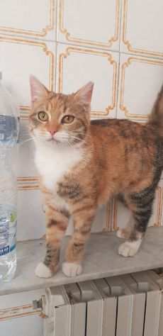 MICIA PAOLINA, giovane gattina tricolor