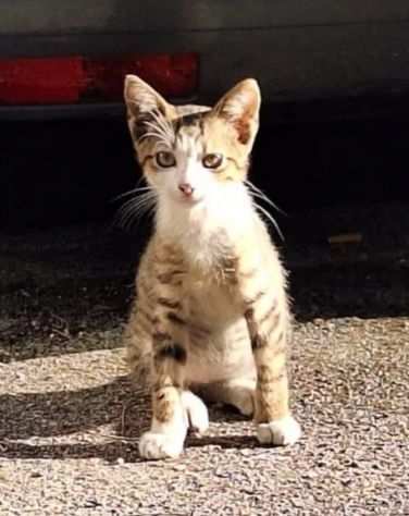 Micio dolcissimo eacute in cerca di adozione del cuore.