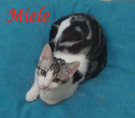 MIELE, gattino in adozione