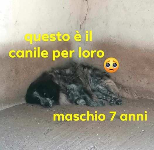 MILO 7anni sempre nella stessa posizioneSUD