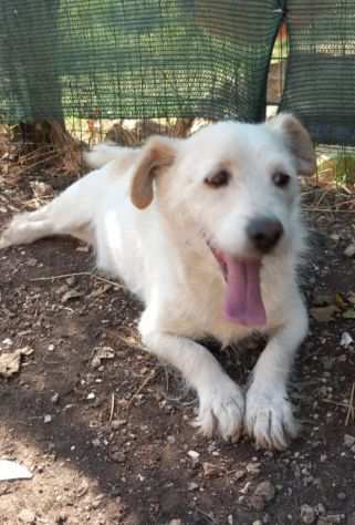 Milo 9anni mix Jack Russel URGE CASA.ABRUZZO.