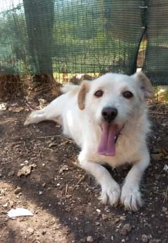 Milo 9anni mix Jack Russel URGE CASA.ABRUZZO.