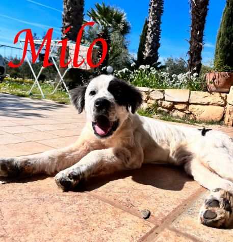 MILO, dolce cagnolino in adozione