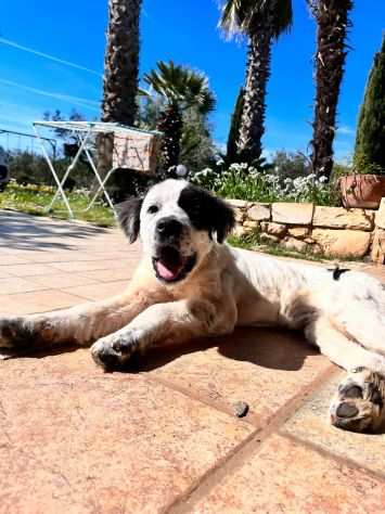 MILO, dolce cagnolino in adozione