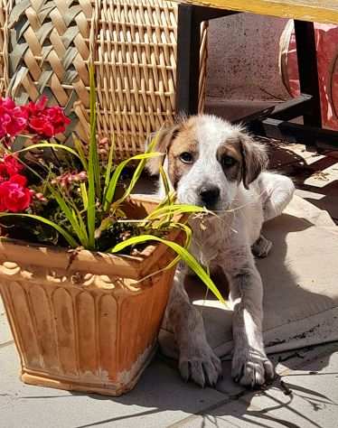 Milo, dolcissimo cucciolo in adozione