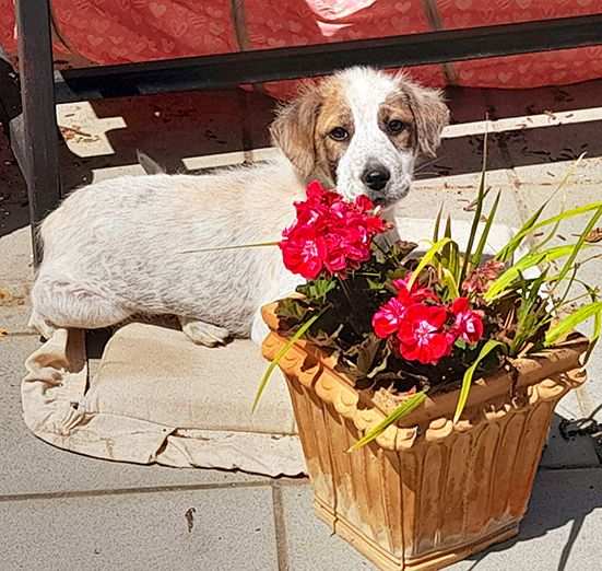 Milo, dolcissimo cucciolo in adozione