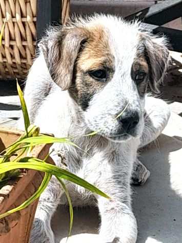 Milo, dolcissimo cucciolo in adozione