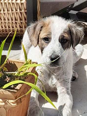 Milo, dolcissimo cucciolo in adozione