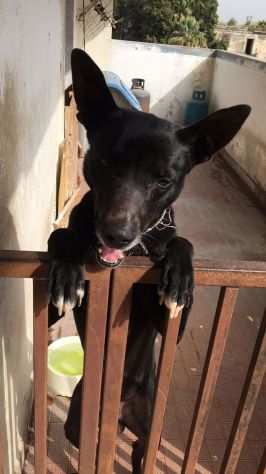 Milo DOPO 5ANNI IN BALCONE SENZA USCIRE egrave STATO SALVATOSERVE ADOZIONEBENEVENTO