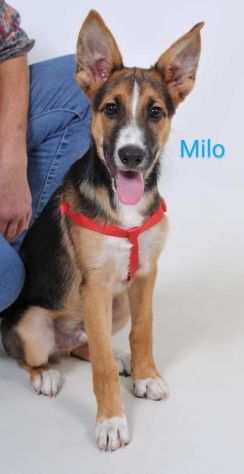Milo, un meraviglioso cucciolone in adozione