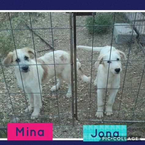 Mina e Jona cuccioli taglia media grande