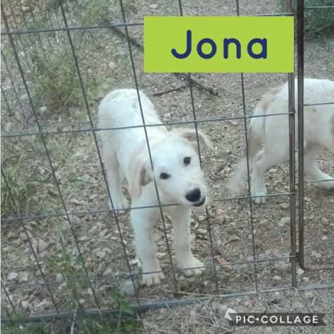 Mina e Jona cuccioli taglia media grande