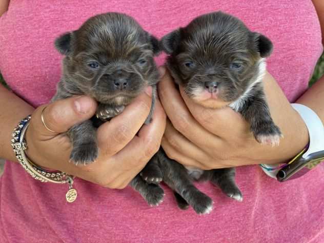 Mini cuccioli chihuahua