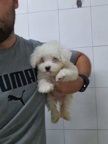 Mini maschietto di maltese toy italiano vaccinato