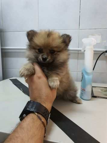 Mini piccolett spitz di pomerania nano