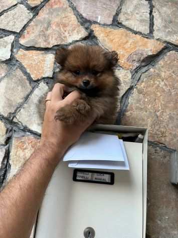 Mini spitz di pomerania nano con vaccino