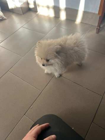 Mini spitz di pomerania nano con vaccino sesso femmina vaccinata e microchippata