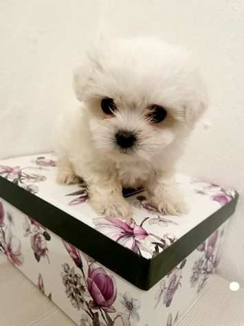 MINI TOY cucciolo MALTESE