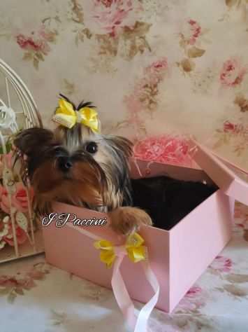 Mini Yorkshire Terrier Toy