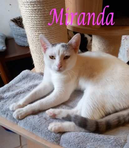 MIRANDA, tenera gatta in adozione