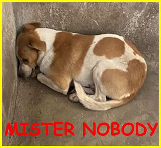Mister Nobody il cane di nessuno