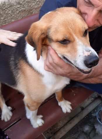 Mix Beagle 5anni i padroni anziani e malati.MILANO