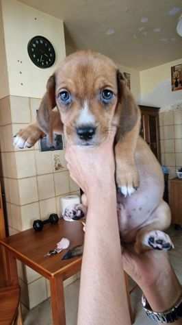 MIX BEAGLE RISCHIANO IL CANILE