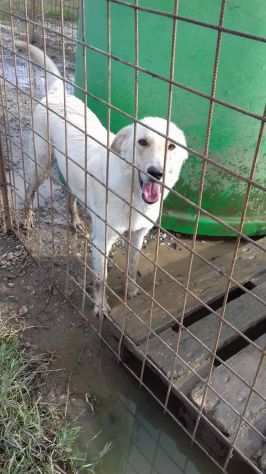 Mix Labrador 3anni in recinto da cucciolo LO FACCIAMO USCIRE CALABRIA