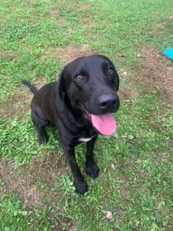 Mix Labrador nero 1anno al sud non trova casa