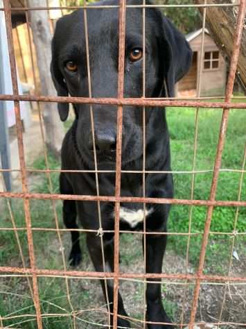 Mix Labrador nero 1anno al sud non trova casa