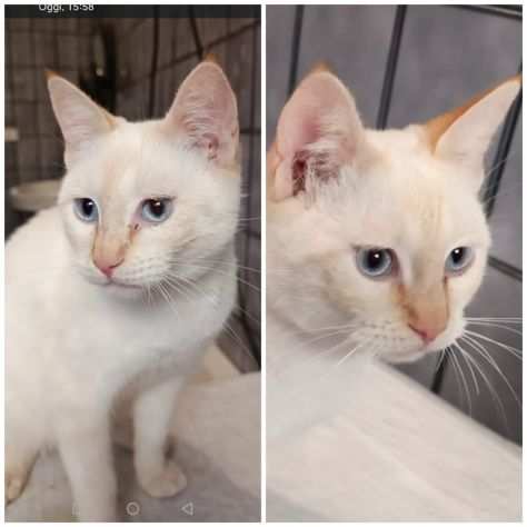 Mix Siamese occhi azzurri 7mesi vive in 1bagno SICILIA