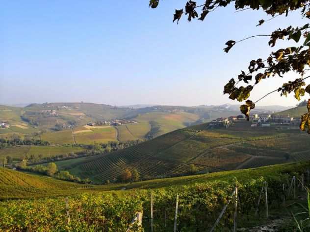 - Monferrato - Langhe - Roero -