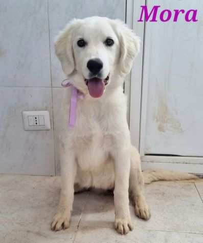 Mora cucciola simil golden retriever