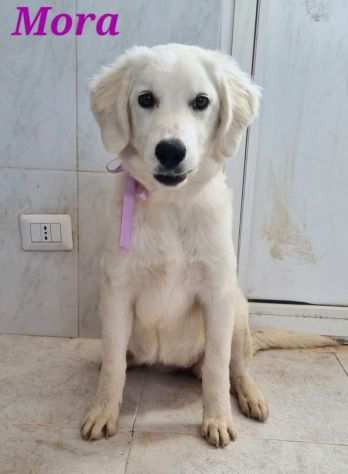 Mora cucciola simil golden retriever