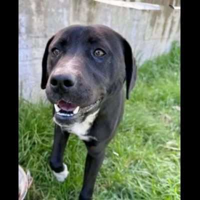 MORGANA, CAGNOLINA IN ADOZIONE