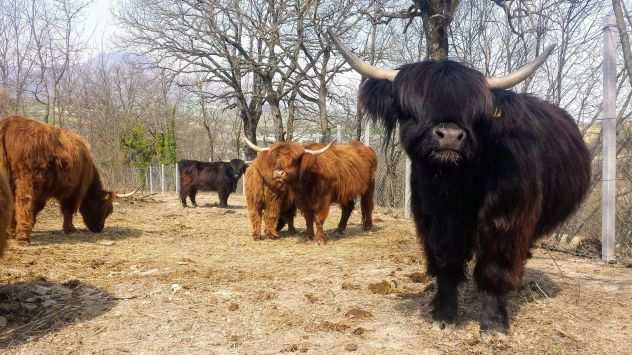 Mucche vitelli highland