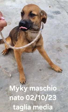 Myky cucciolo