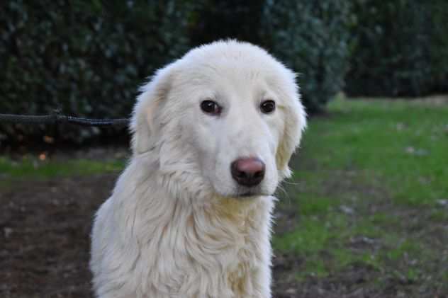 NANDY - cucciolo maremmano taglia medio grande in adozione