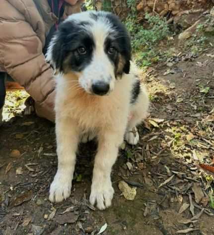 NATALIE dolce cucciolottaAdoz.saltata Urgente-Calabria