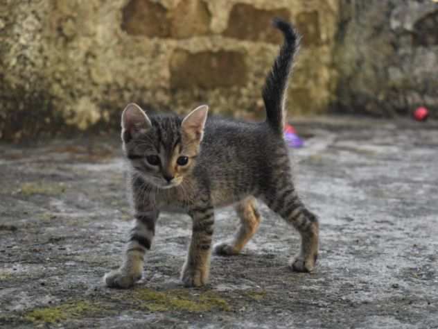 NELLO,BELLO,METICCIO,DELIZIOSO,TENERO