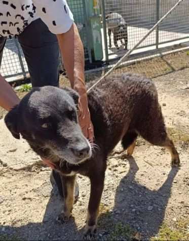 Nerina 10anni era libera...dava fastidio ..finita in canile CAMPANIA