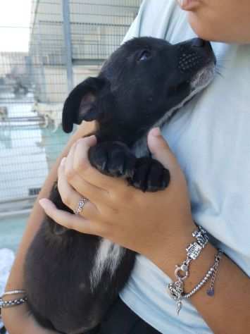 Nerino e Bruno i cuccioli gemelli