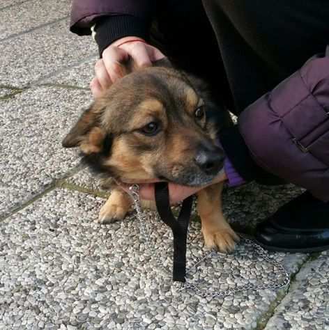 NERONE, tenero cagnolino