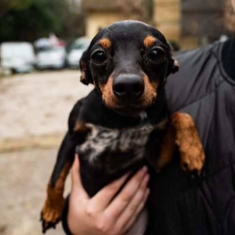 Nerucciola, MINI PINSCHER cerca coccole