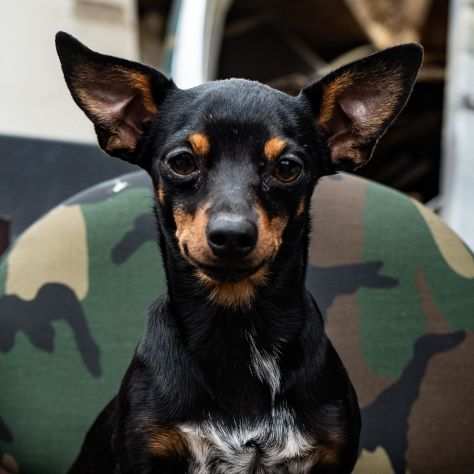 Nerucciola, MINI PINSCHER cerca compagni di avventure